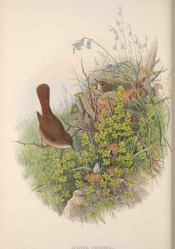 Reproducción/Reproduction 48914949242: The birds of Great Britain. London :Printed by Taylor and Francis, published by the author,1873.. 
