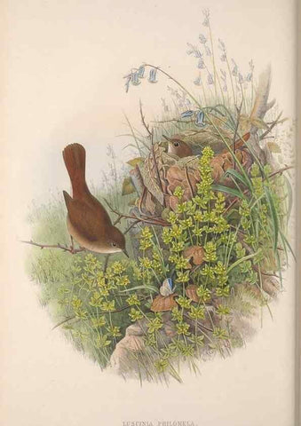 Reproducción/Reproduction 48914949242: The birds of Great Britain. London :Printed by Taylor and Francis, published by the author,1873.. 