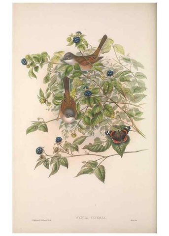 Reproducción/Reproduction 48914214388: The birds of Great Britain. London :Printed by Taylor and Francis, published by the author,1873.. 