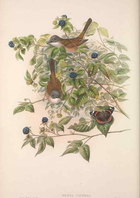 Reproducción/Reproduction 48914214388: The birds of Great Britain. London :Printed by Taylor and Francis, published by the author,1873.. 