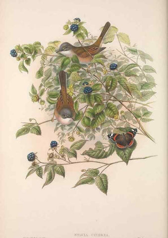 Reproducción/Reproduction 48914214388: The birds of Great Britain. London :Printed by Taylor and Francis, published by the author,1873.. 