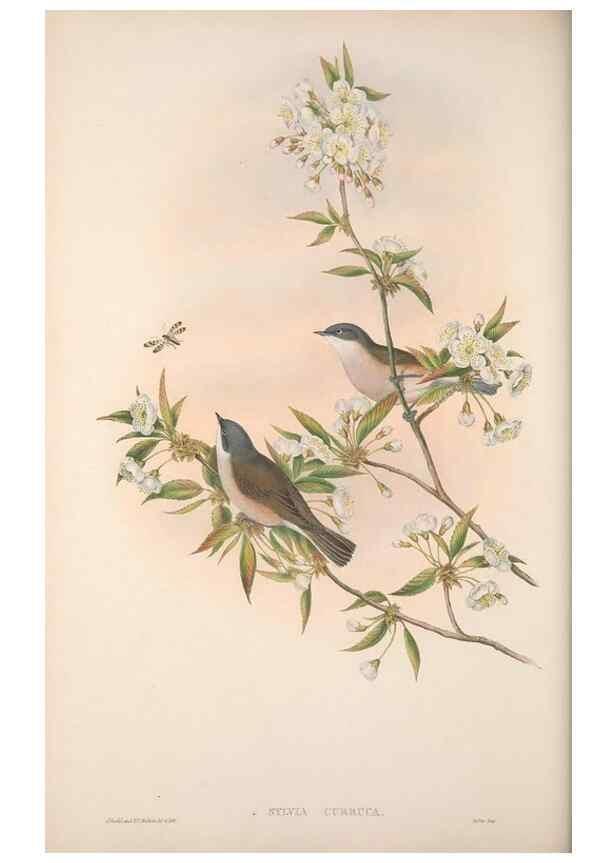 Reproducción/Reproduction 48914949922: The birds of Great Britain. London :Printed by Taylor and Francis, published by the author,1873.. 