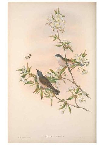 Reproducción/Reproduction 48914949922: The birds of Great Britain. London :Printed by Taylor and Francis, published by the author,1873.. 