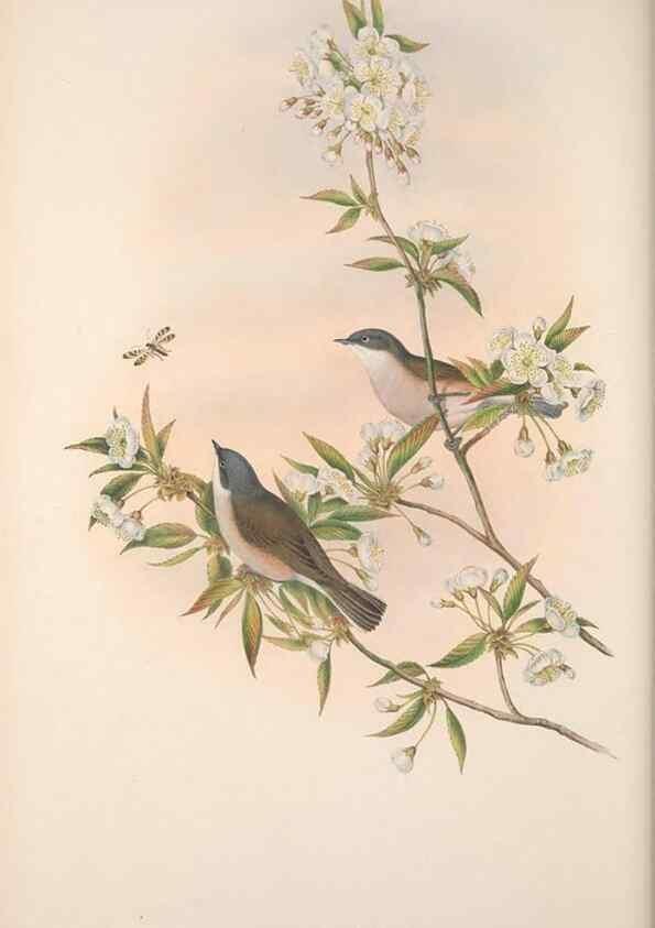 Reproducción/Reproduction 48914949922: The birds of Great Britain. London :Printed by Taylor and Francis, published by the author,1873.. 
