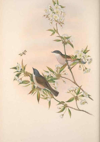 Reproducción/Reproduction 48914949922: The birds of Great Britain. London :Printed by Taylor and Francis, published by the author,1873.. 