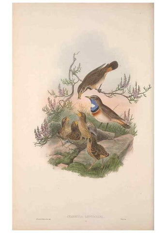 Reproducción/Reproduction 48914947157: The birds of Great Britain. London :Printed by Taylor and Francis, published by the author,1873.. 