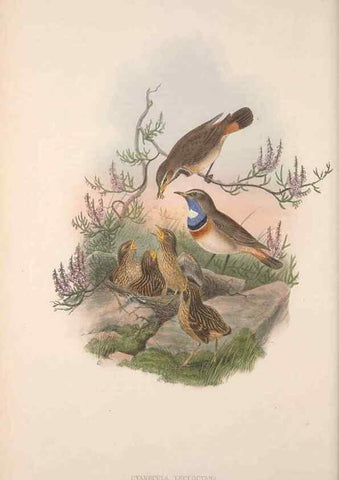 Reproducción/Reproduction 48914947157: The birds of Great Britain. London :Printed by Taylor and Francis, published by the author,1873.. 