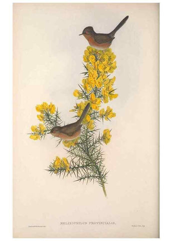 Reproducción/Reproduction 48914743891: The birds of Great Britain. London :Printed by Taylor and Francis, published by the author,1873.. 