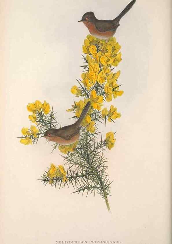 Reproducción/Reproduction 48914743891: The birds of Great Britain. London :Printed by Taylor and Francis, published by the author,1873.. 