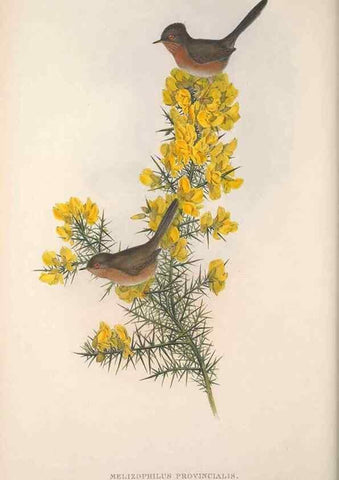 Reproducción/Reproduction 48914743891: The birds of Great Britain. London :Printed by Taylor and Francis, published by the author,1873.. 
