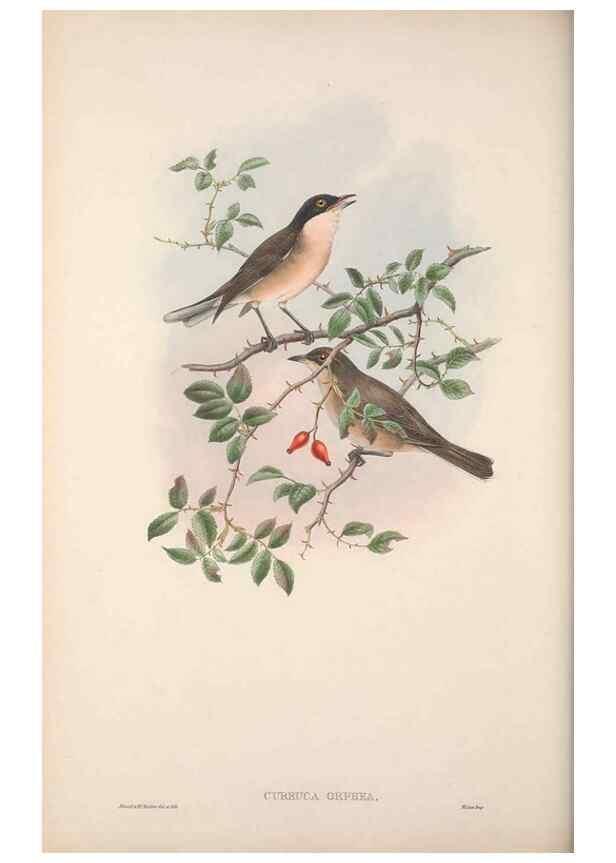 Reproducción/Reproduction 48914744591: The birds of Great Britain. London :Printed by Taylor and Francis, published by the author,1873.. 