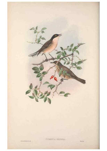 Reproducción/Reproduction 48914744591: The birds of Great Britain. London :Printed by Taylor and Francis, published by the author,1873.. 