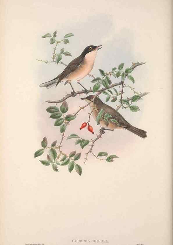 Reproducción/Reproduction 48914744591: The birds of Great Britain. London :Printed by Taylor and Francis, published by the author,1873.. 