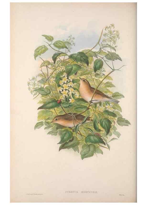 Reproducción/Reproduction 48914951322: The birds of Great Britain. London :Printed by Taylor and Francis, published by the author,1873.. 