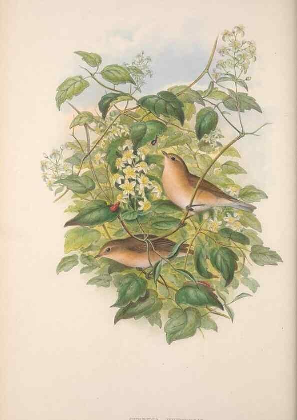 Reproducción/Reproduction 48914951322: The birds of Great Britain. London :Printed by Taylor and Francis, published by the author,1873.. 
