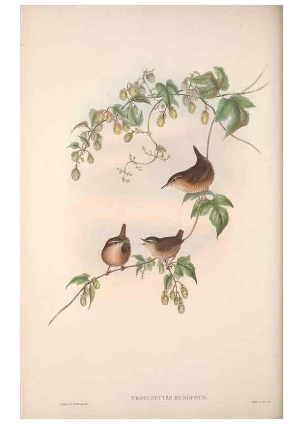 Reproducción/Reproduction 48914216388: The birds of Great Britain. London :Printed by Taylor and Francis, published by the author,1873.. 