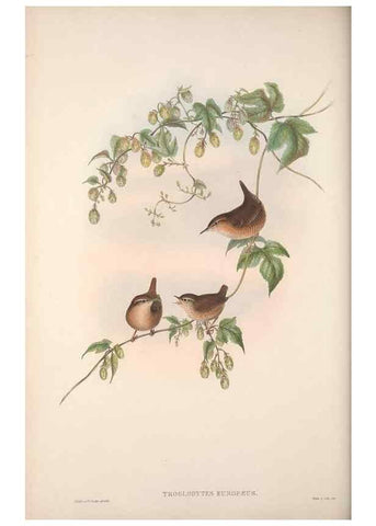 Reproducción/Reproduction 48914216388: The birds of Great Britain. London :Printed by Taylor and Francis, published by the author,1873.. 
