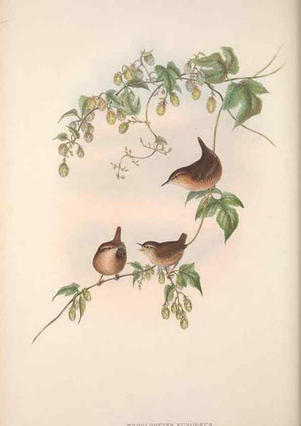 Reproducción/Reproduction 48914216388: The birds of Great Britain. London :Printed by Taylor and Francis, published by the author,1873.. 