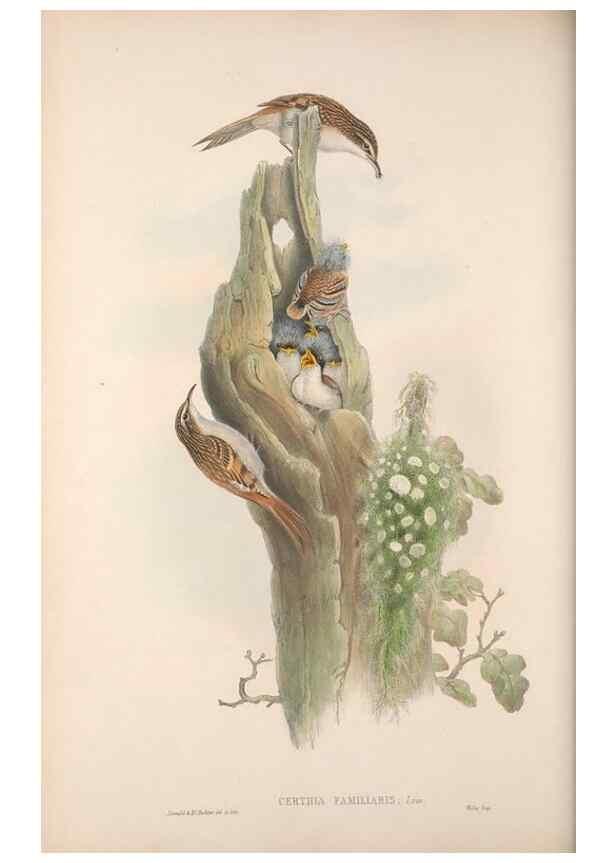 Reproducción/Reproduction 48914216723: The birds of Great Britain. London :Printed by Taylor and Francis, published by the author,1873.. 