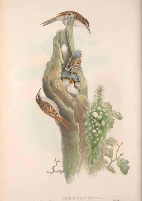Reproducción/Reproduction 48914216723: The birds of Great Britain. London :Printed by Taylor and Francis, published by the author,1873.. 