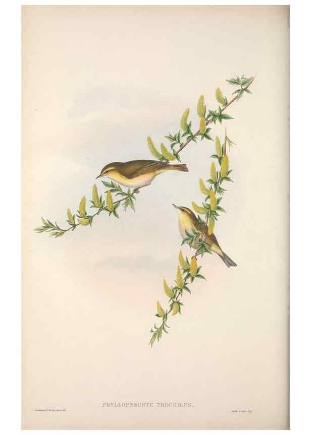 Reproducción/Reproduction 48914217208: The birds of Great Britain. London :Printed by Taylor and Francis, published by the author,1873.. 