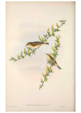 Reproducción/Reproduction 48914217208: The birds of Great Britain. London :Printed by Taylor and Francis, published by the author,1873.. 