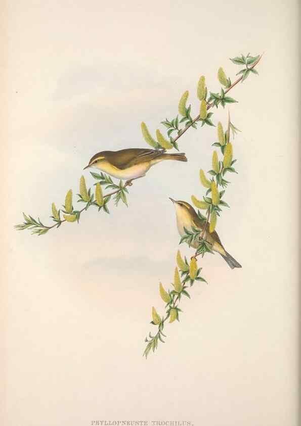 Reproducción/Reproduction 48914217208: The birds of Great Britain. London :Printed by Taylor and Francis, published by the author,1873.. 