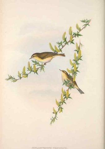 Reproducción/Reproduction 48914217208: The birds of Great Britain. London :Printed by Taylor and Francis, published by the author,1873.. 