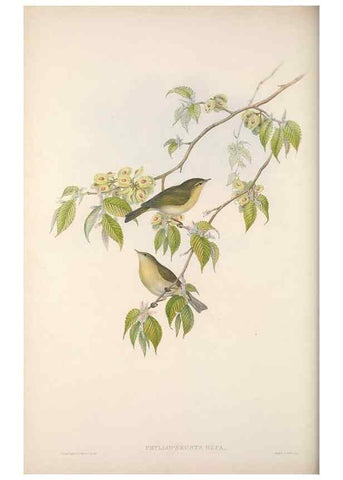 Reproducción/Reproduction 48914217538: The birds of Great Britain. London :Printed by Taylor and Francis, published by the author,1873.. 