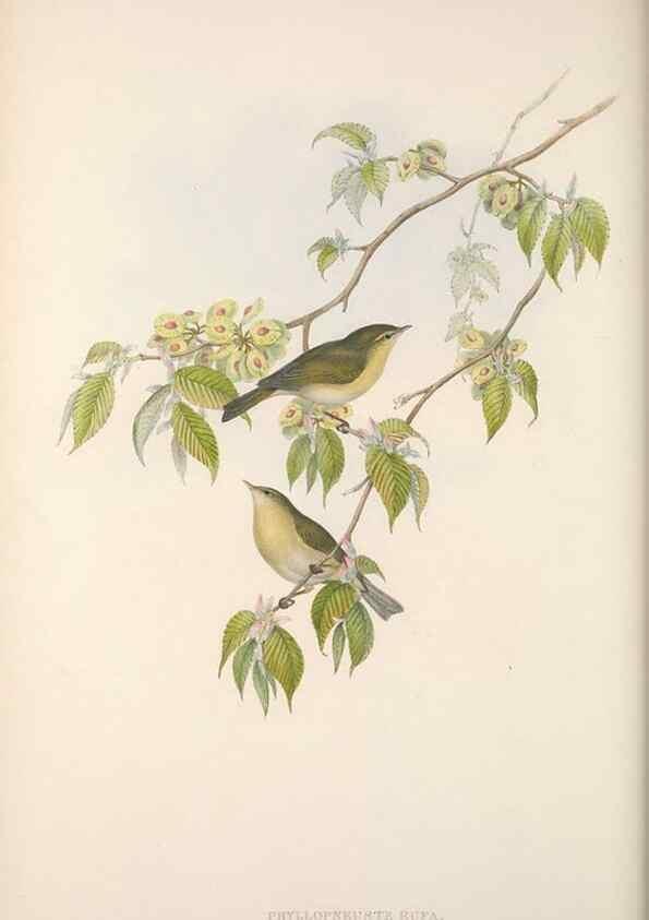 Reproducción/Reproduction 48914217538: The birds of Great Britain. London :Printed by Taylor and Francis, published by the author,1873.. 