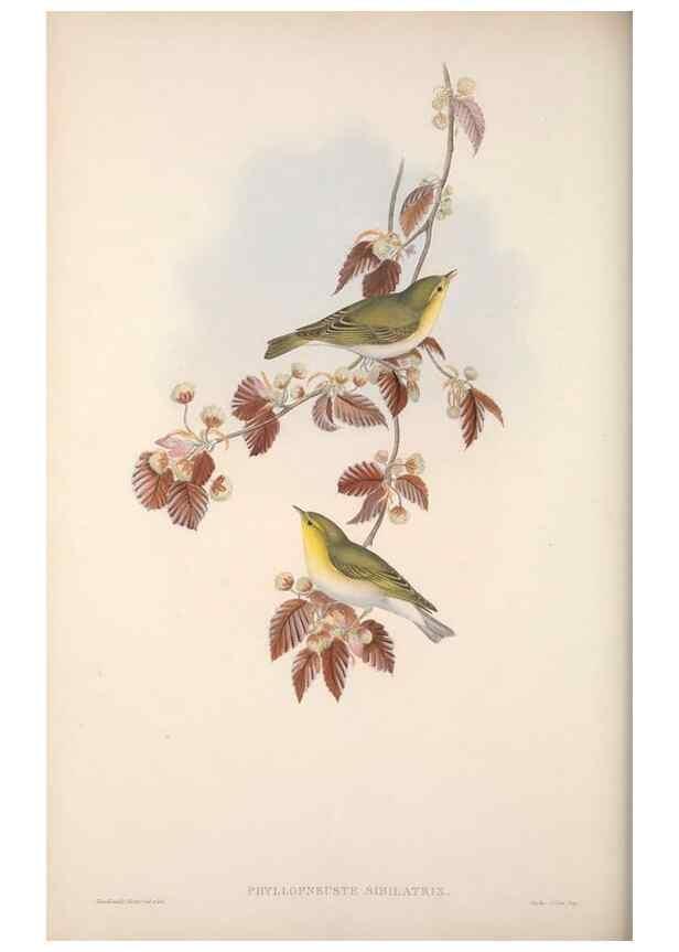 Reproducción/Reproduction 48914746751: The birds of Great Britain. London :Printed by Taylor and Francis, published by the author,1873.. 