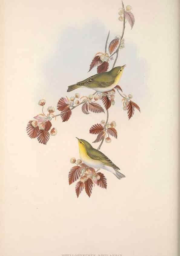 Reproducción/Reproduction 48914746751: The birds of Great Britain. London :Printed by Taylor and Francis, published by the author,1873.. 