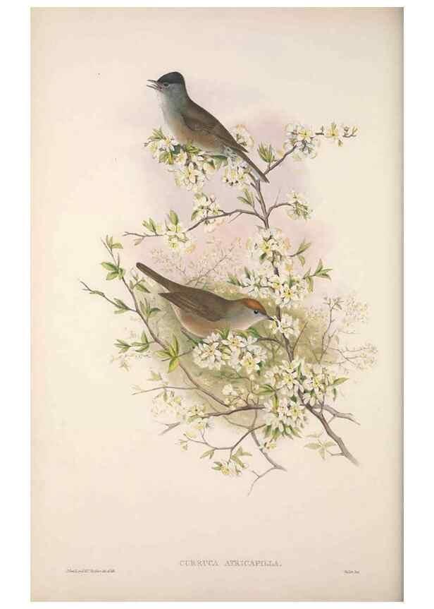 Reproducción/Reproduction 48914744271: The birds of Great Britain. London :Printed by Taylor and Francis, published by the author,1873.. 