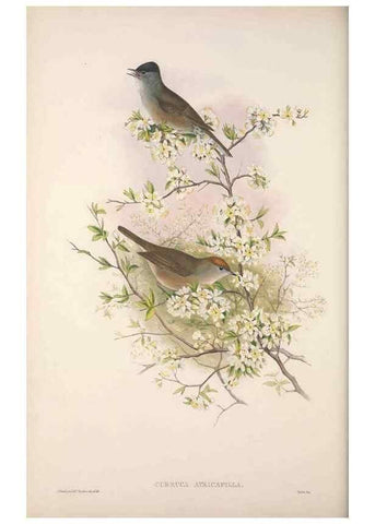 Reproducción/Reproduction 48914744271: The birds of Great Britain. London :Printed by Taylor and Francis, published by the author,1873.. 