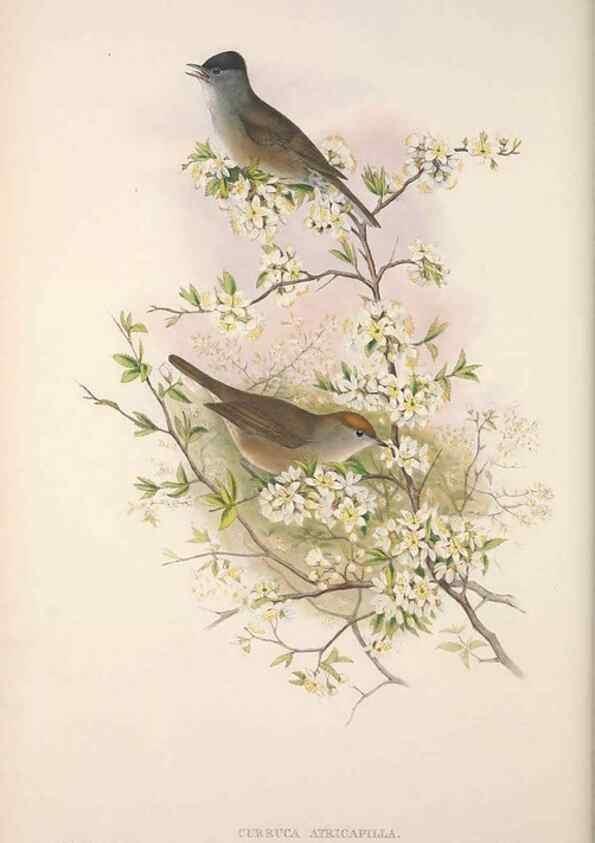 Reproducción/Reproduction 48914744271: The birds of Great Britain. London :Printed by Taylor and Francis, published by the author,1873.. 