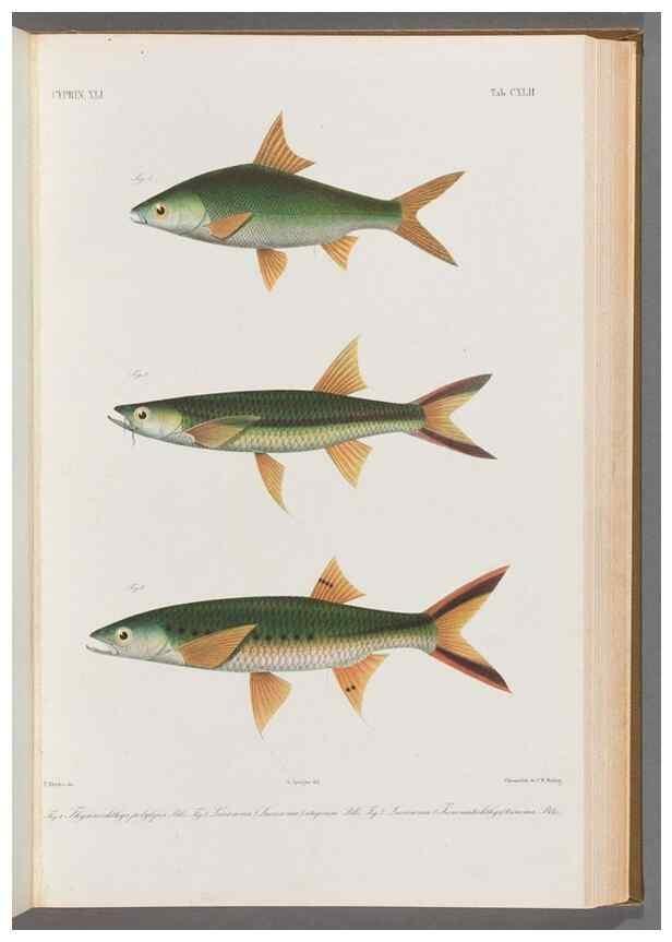 Reproducción/Reproduction 48909222767: Atlas ichthyologique des Indes orientales néêrlandaises :. Amsterdam :Frédéric Muller, editeur,1862-1878. 