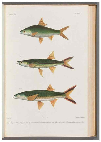Reproducción/Reproduction 48909222767: Atlas ichthyologique des Indes orientales néêrlandaises :. Amsterdam :Frédéric Muller, editeur,1862-1878. 