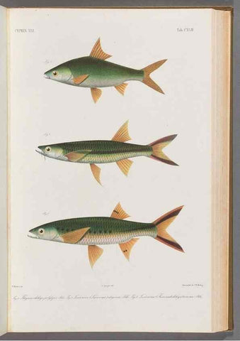 Reproducción/Reproduction 48909222767: Atlas ichthyologique des Indes orientales néêrlandaises :. Amsterdam :Frédéric Muller, editeur,1862-1878. 
