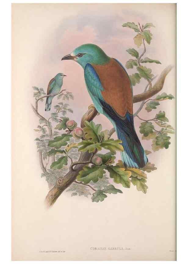 Reproducción/Reproduction 48914727976: The birds of Great Britain. London :Printed by Taylor and Francis, published by the author,1873.. 