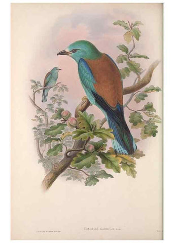 Reproducción/Reproduction 48914727976: The birds of Great Britain. London :Printed by Taylor and Francis, published by the author,1873.. 