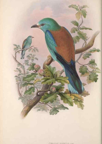 Reproducción/Reproduction 48914727976: The birds of Great Britain. London :Printed by Taylor and Francis, published by the author,1873.. 