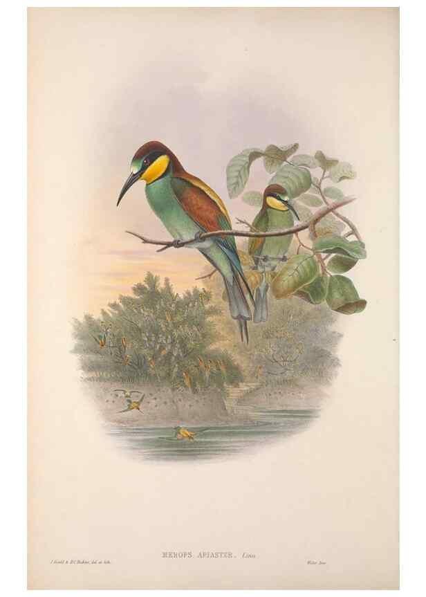 Reproducción/Reproduction 48914933092: The birds of Great Britain. London :Printed by Taylor and Francis, published by the author,1873.. 