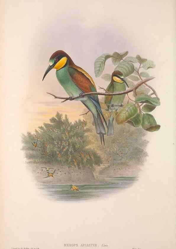 Reproducción/Reproduction 48914933092: The birds of Great Britain. London :Printed by Taylor and Francis, published by the author,1873.. 