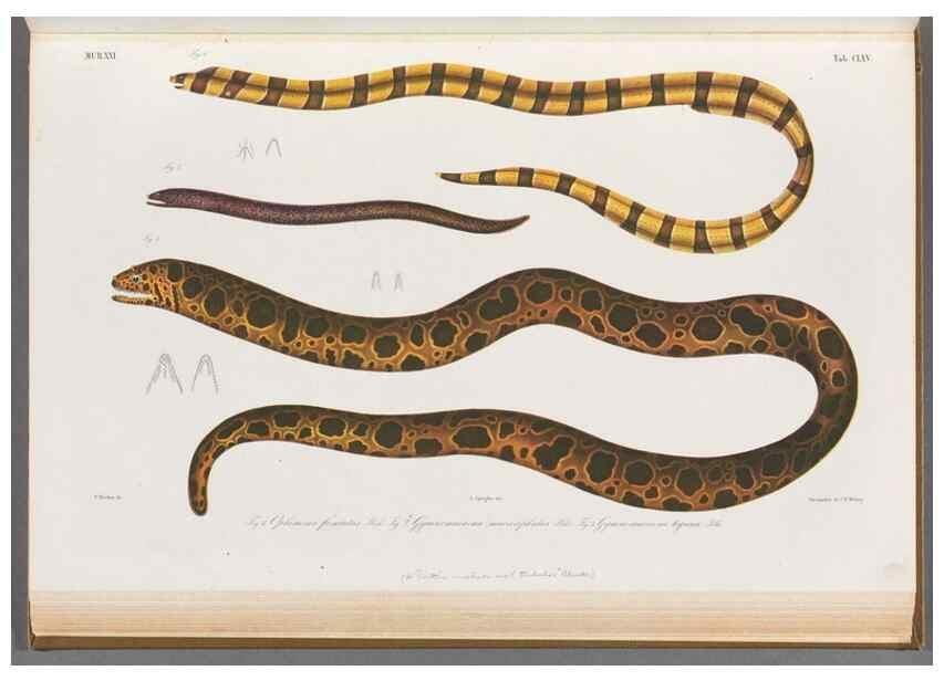 Reproducción/Reproduction 48908496148: Atlas ichthyologique des Indes orientales néêrlandaises :. Amsterdam :Frédéric Muller, editeur,1862-1878. 