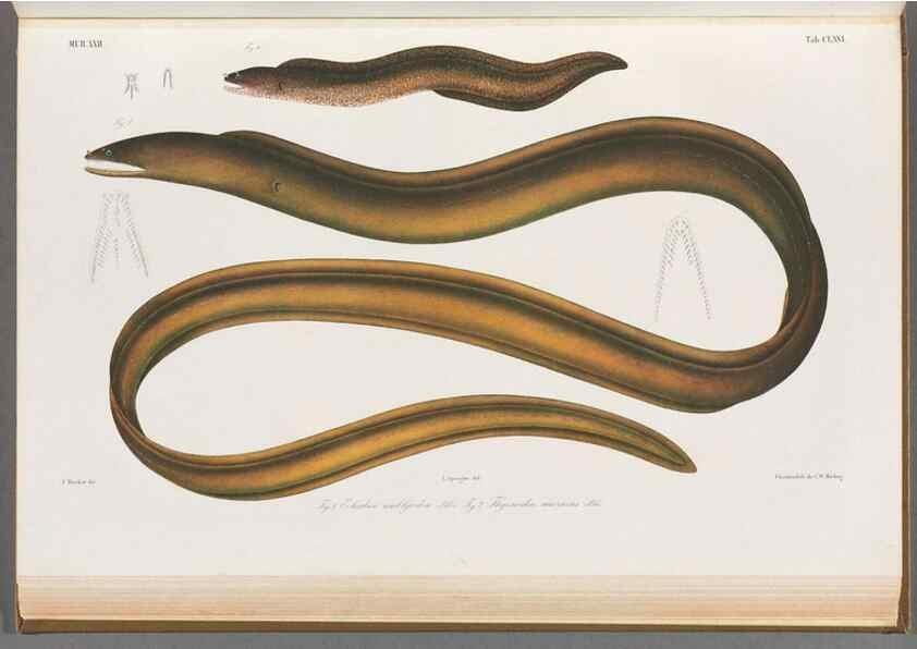 Reproducción/Reproduction 48909025076: Atlas ichthyologique des Indes orientales néêrlandaises :. Amsterdam :Frédéric Muller, editeur,1862-1878. 