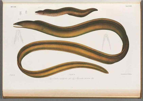 Reproducción/Reproduction 48909025076: Atlas ichthyologique des Indes orientales néêrlandaises :. Amsterdam :Frédéric Muller, editeur,1862-1878. 