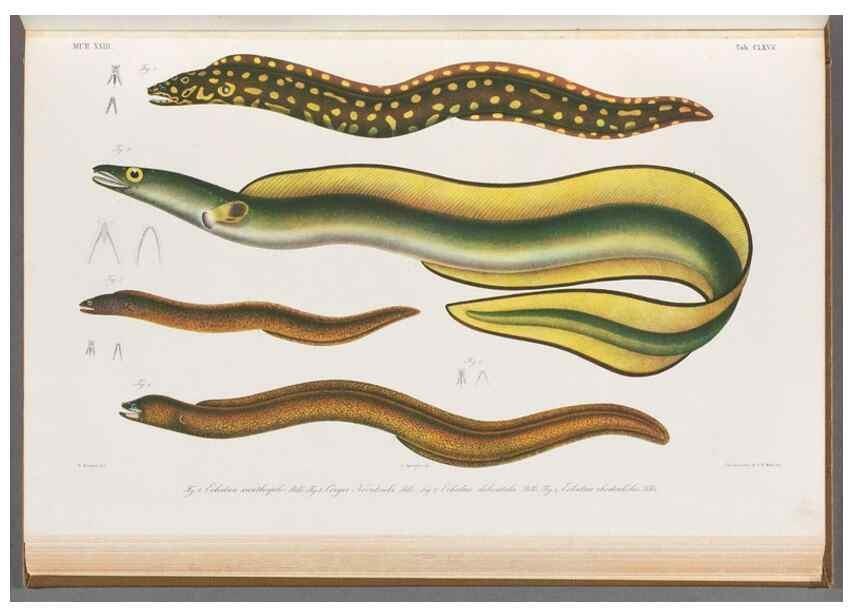 Reproducción/Reproduction 48908496908: Atlas ichthyologique des Indes orientales néêrlandaises :. Amsterdam :Frédéric Muller, editeur,1862-1878. 