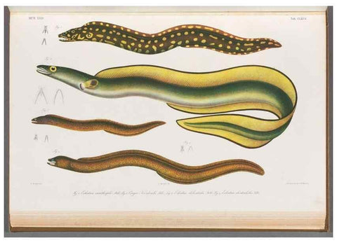 Reproducción/Reproduction 48908496908: Atlas ichthyologique des Indes orientales néêrlandaises :. Amsterdam :Frédéric Muller, editeur,1862-1878. 