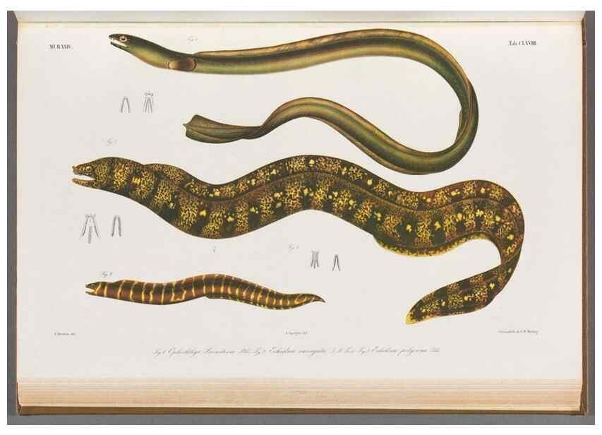 Reproducción/Reproduction 48909238137: Atlas ichthyologique des Indes orientales néêrlandaises :. Amsterdam :Frédéric Muller, editeur,1862-1878. 