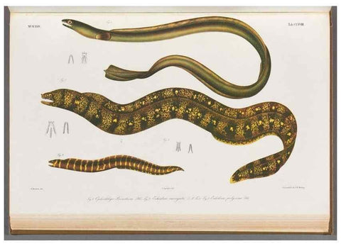 Reproducción/Reproduction 48909238137: Atlas ichthyologique des Indes orientales néêrlandaises :. Amsterdam :Frédéric Muller, editeur,1862-1878. 